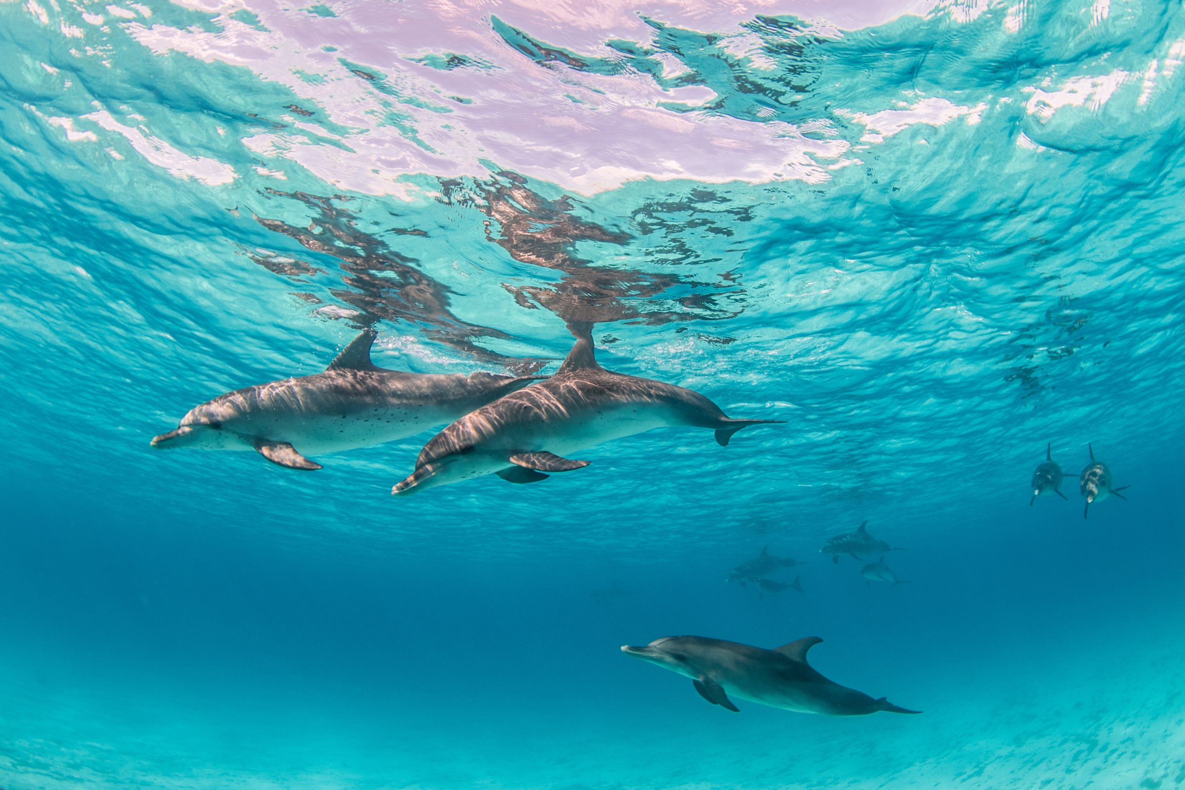 Dolphins swimming together in clear turquoise water